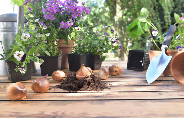 bulbos de flores em uma mesa de jardim na frente de vasos de flores  - Foto, Imagem