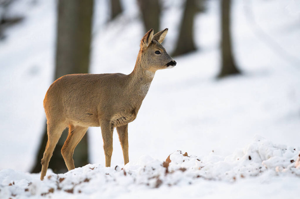Ро олень стоїть в лісі в зимовий час природи
. - Фото, зображення
