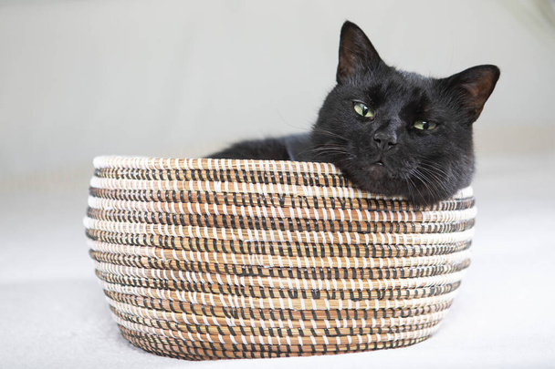 Gatto nero dorme nella cesta - Fotoğraf, Görsel