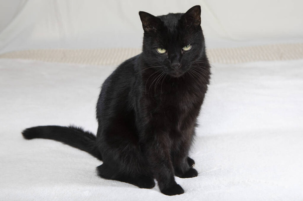 gatto nero seduto su fondo bianco - Fotoğraf, Görsel