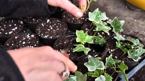 Beelden van de vrouw handen planten klimop in een kas, Gemeenschappelijke klimop bladeren, Hedera helix - Video