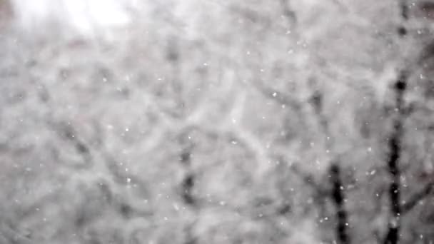 Winterlicher Schneefall. Schnee Zeitlupe im Freien auf natürlichem Hintergrund. Verschneites Wetter bei Schneefall am Wintertag.Verschwommener abstrakter Hintergrund. - Filmmaterial, Video