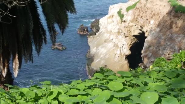 Z mořské jeskyně v La Jolla Cove. Bujné listí a pískovcová jeskyně. Skála v zámořské laguně, vlny blízko strmého útesu. Oblíbená turistická památka, přírodní oblouk v San Diegu, California, USA - Záběry, video