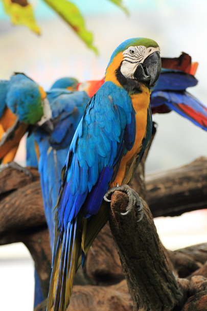 Closed Up Macaw - Photo, Image
