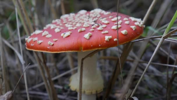 Der Fliegenpilz oder Amanita muscaria im Herbstwald. Giftige Pilze. - Filmmaterial, Video