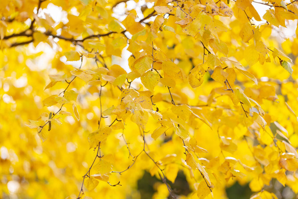 Yellow birch leaves. Natural bright autumn background. Seasonal tree. Vibrant foliage in sunlight. - Foto, afbeelding