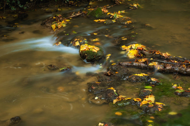 Осіннє листя на течії річки
 - Фото, зображення