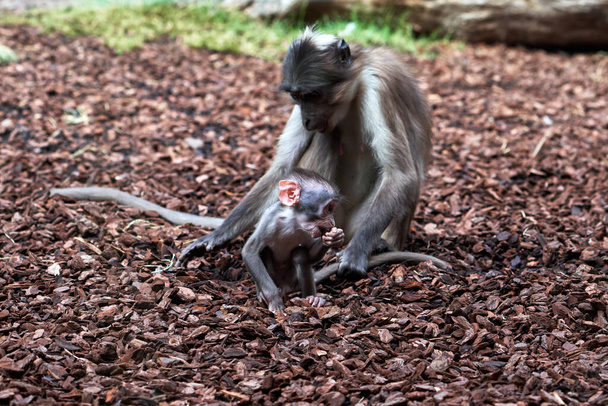 Bezerro de mangabey branco-naped bonito enquanto ela modisquees e sua mãe segura sua cauda para que ela não vá muito longe em um zoológico em Valência Espanha - Foto, Imagem