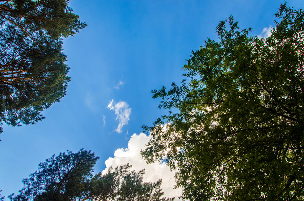 crown of trees from bottom to top. Cumulus clouds over the forest. - Foto, immagini