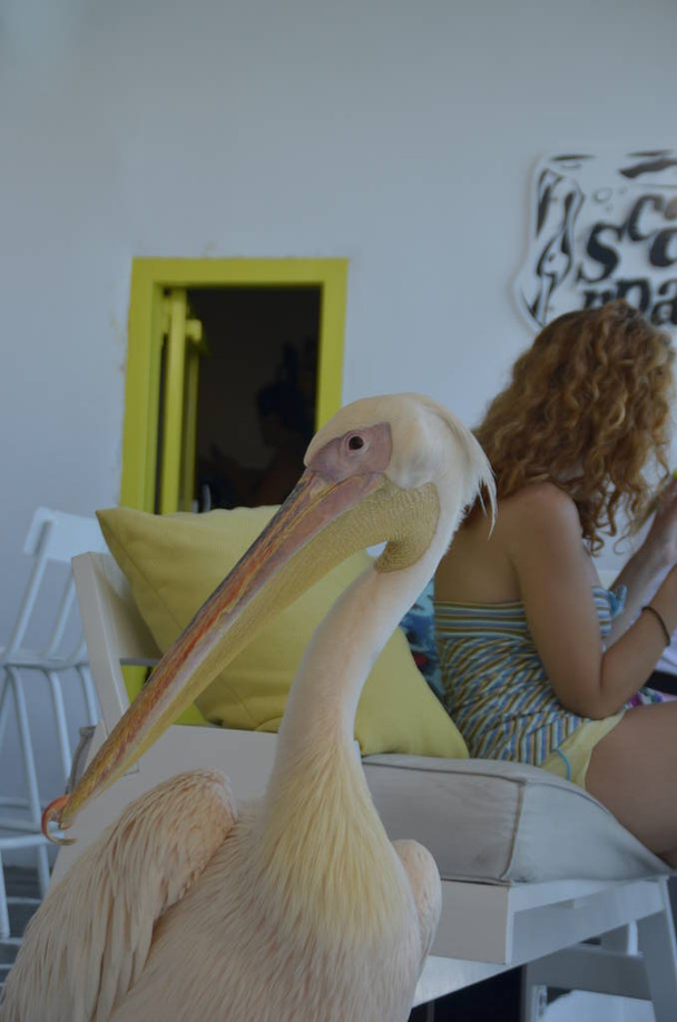 pelikaani lintu Mykonos saarella kreikkalainen kesälomilla - Valokuva, kuva