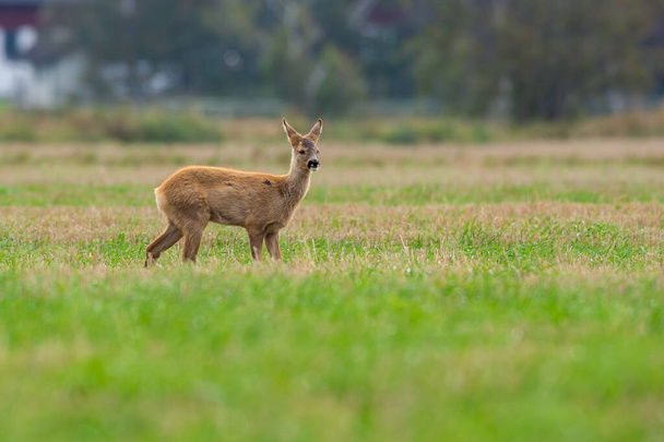 卵鹿の餌、野生の卵鹿が歩き回る。狩りの季節が始まる. - 写真・画像