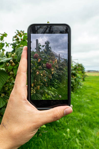 fotografía con tu teléfono inteligente. trabajo en el jardín y subir a Instagram - Foto, Imagen