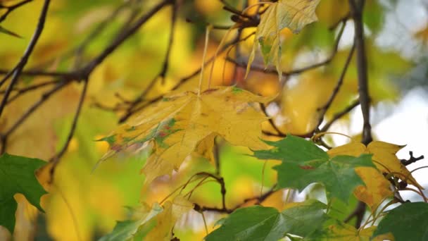 Close-up van de hand van een vrouw die een geel esdoornblad op een tak aanraakt. wanneer de herfst begint. - Video