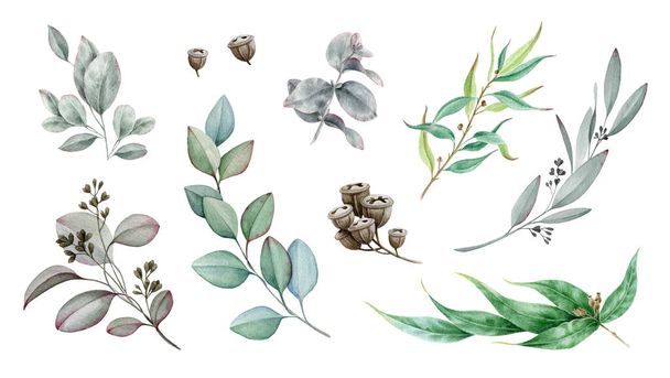 ユーカリの枝水彩イラストセット。自然装飾枝単一の要素コレクション。手を閉じるエレガントなユーカリ植物医学植物を描いた。白地に隔離された - 写真・画像
