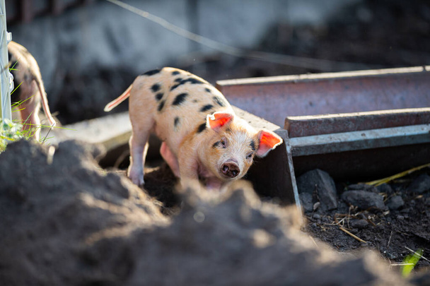 農場の豚が農場でやっていることはすべて食べられます - 写真・画像