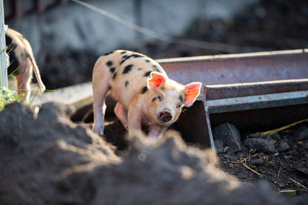 cerdo en una granja haciéndolo cosa en la granja se come todo lo que se interpone en su camino - Foto, Imagen