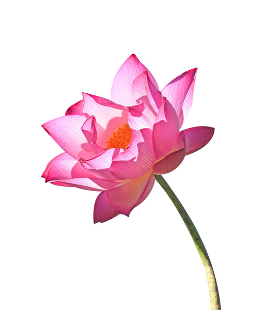 Růžové lotos izolovat na bílém pozadí - Fotografie, Obrázek