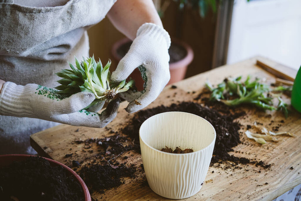 Home garden. How to Transplant Repot a Succulent, propagating succulents. Woman gardeners hand transplanting cacti and succulents in pots on the wooden table - Photo, Image