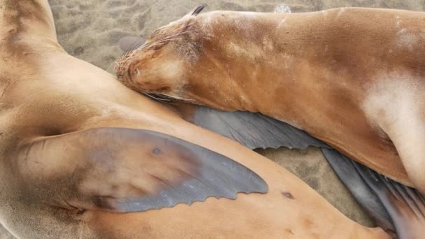 Schattige baby welp, lieve zeeleeuw pup en moeder. Funny lazy seals, ocean beach wildlife, La Jolla, San Diego, Californië, Verenigde Staten. Grappig slaperig zeedier aan de Stille Oceaan. Familie liefde en zorg - Video