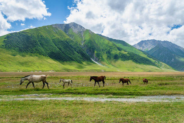 Horses on green pasture and mountain landscape - Truso Valley and Gorge  landscape trekking / hiking route, in Kazbegi, Georgia. Truso valley is a scenic trekking route close to North Ossetia. - Fotografie, Obrázek