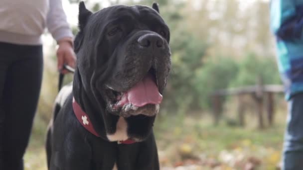 Un primo piano del grande cane nero del Cane Corso - Filmati, video