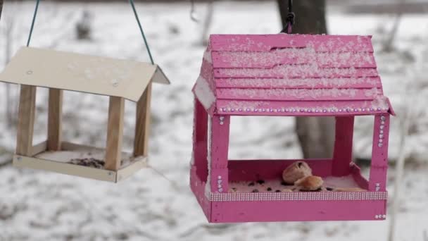 Mangeoires d'oiseaux faites maison sur les arbres en hiver. Titmouse vole pour prendre la nourriture. - Séquence, vidéo