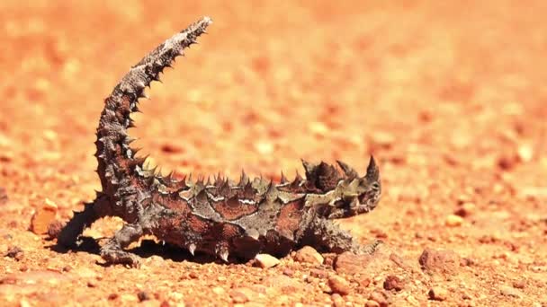 Thorny devil reptile (Moloch horridus) v západní Austrálii outback. - Záběry, video