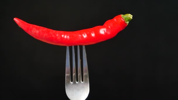 červená chilli paprika na vidličce na černém pozadí . - Záběry, video