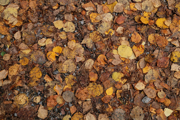 Υφή από φύλλα και πέτρες. Μονοπάτι. Φύλλα φθινοπώρου - Φωτογραφία, εικόνα