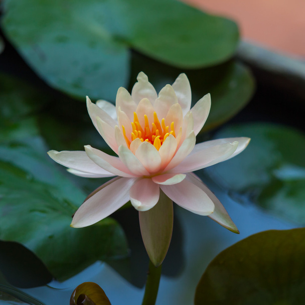 Bílý lotos - Fotografie, Obrázek