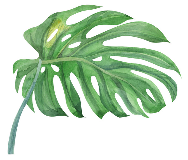 hoja de monstera verde realista y tallo pintado con acuarelas - Foto, imagen