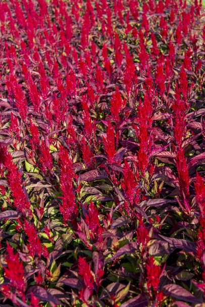 Zarozumialec czerwone kwiaty w garden2 - Zdjęcie, obraz