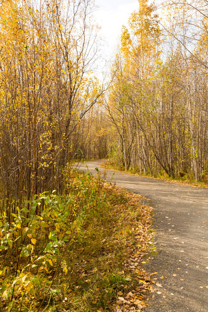 Лесная дорога, ведущая вдоль леса, покрытого опавшими жёлтыми листьями - Фото, изображение