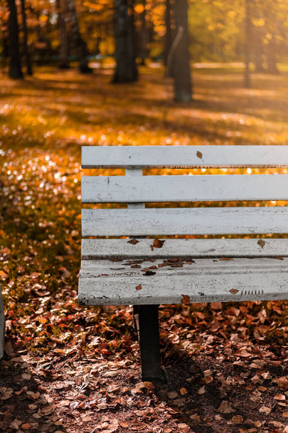 Jesienne liście na drewnianej ławce w parku. Jesienne tło. - Zdjęcie, obraz
