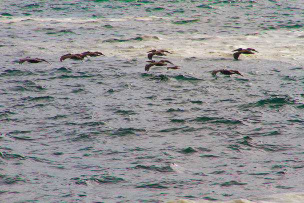 pelicanos volando a ras de mar - Foto, imagen