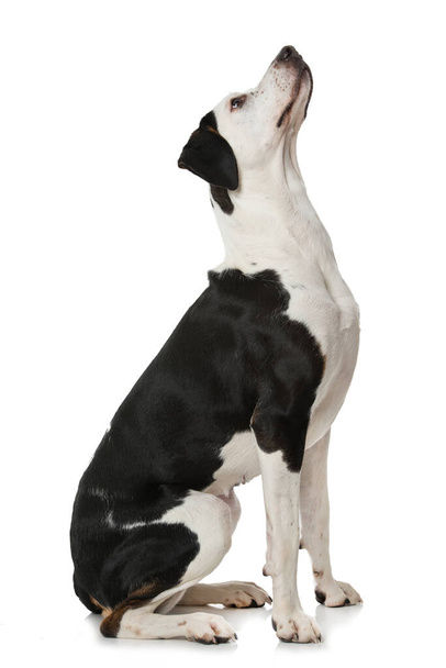 Cruce perro de raza sobre fondo blanco - Foto, imagen