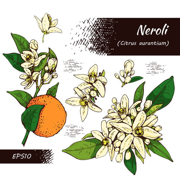 Collection of bitter orange flowers, buds, fruits . Detailed hand-drawn sketches, vector botanical illustration. - Vector, Imagen