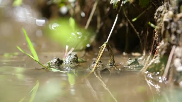 quatre crapauds à ventre jaune dans un étang, Verdun, France. - Séquence, vidéo