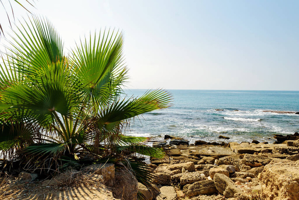 Parti kilátás a Földközi-tenger partján, Törökország. Undulating tenger, zöld pálmalevél. - Fotó, kép
