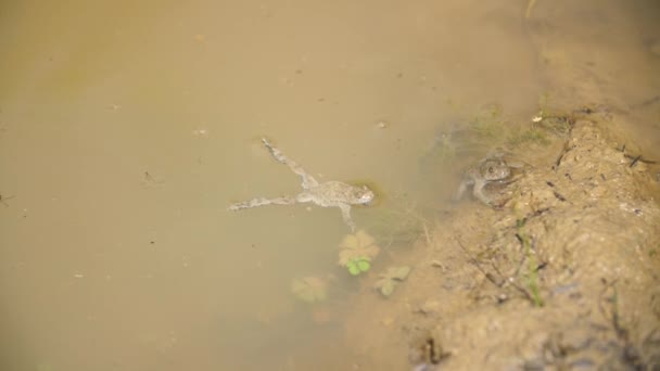 Sarı karınlı kurbağa yüzüyor ve gölete dalıyor. Verdun Ormanı - Video, Çekim