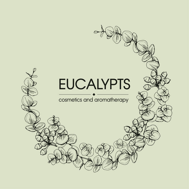 Cornice con foglie di eucalipto, giovani germogli e rami di eucalipto. Schizzi dettagliati disegnati a mano, illustrazione botanica vettoriale.  - Vettoriali, immagini