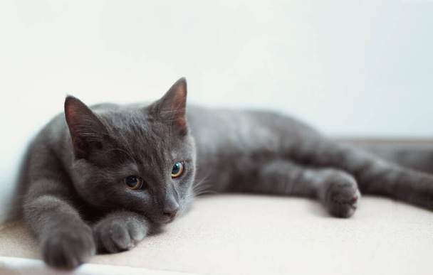Beautiful grey kitten portrait close-up. Cat lying and looking to the camera. Pets care concept - Foto, Imagen