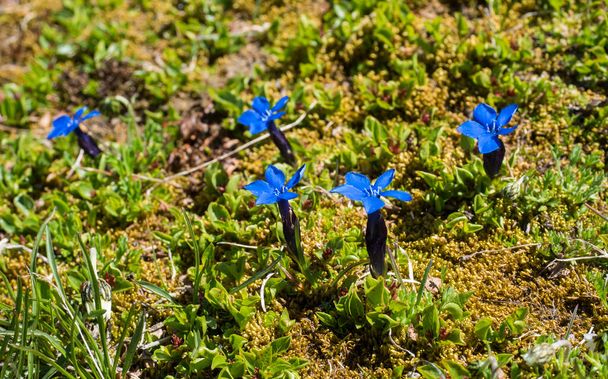close up blue blooming Gentiana nivalis, the snow gentian or Alpine gentian with green leaves on alpine meadow, selective focus - Foto, imagen
