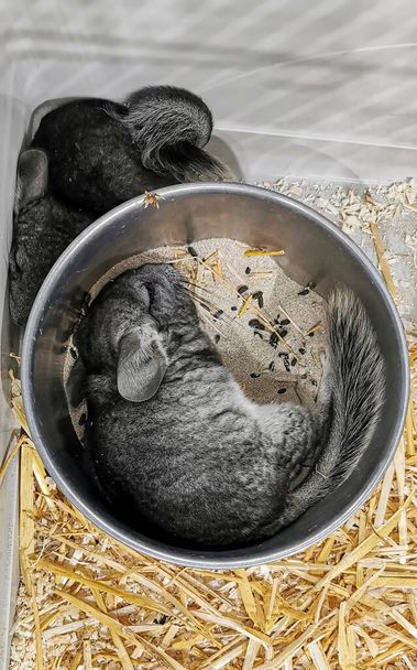 Pieni harmaa chinchilla nukkuu metallimaljassa. Laadukas kuva - Valokuva, kuva