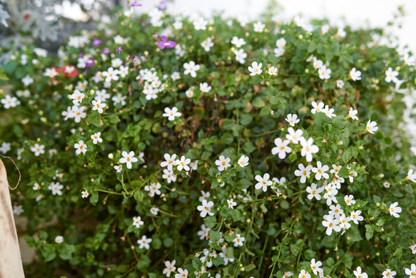 White bacopa flowers in flowerpot - Photo, Image