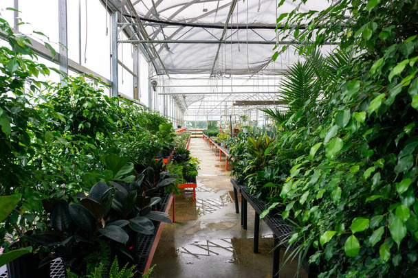 Reihen von Zimmer- und Freilandpflanzen in einem Gewächshaus oder einer Gärtnerei - Foto, Bild