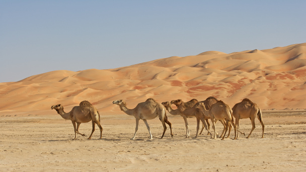 άδειας συνοικίας καμήλες - Φωτογραφία, εικόνα