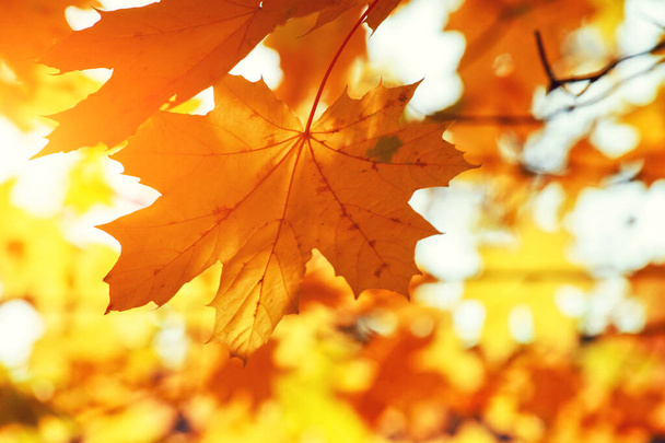 Mooie herfst achtergrond met gele en rode bladeren. - Foto, afbeelding