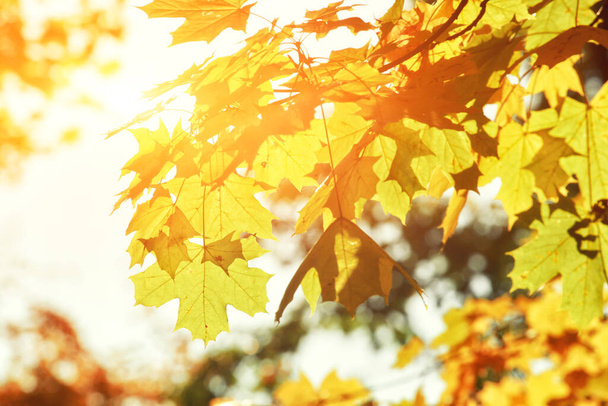 Sarı ve kırmızı yapraklı güzel sonbahar arkaplanı. - Fotoğraf, Görsel
