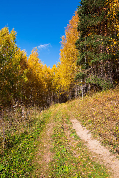 Осенний пейзаж. Красивые березы. Прогулка по березовому лесу. Естественный фон. - Фото, изображение